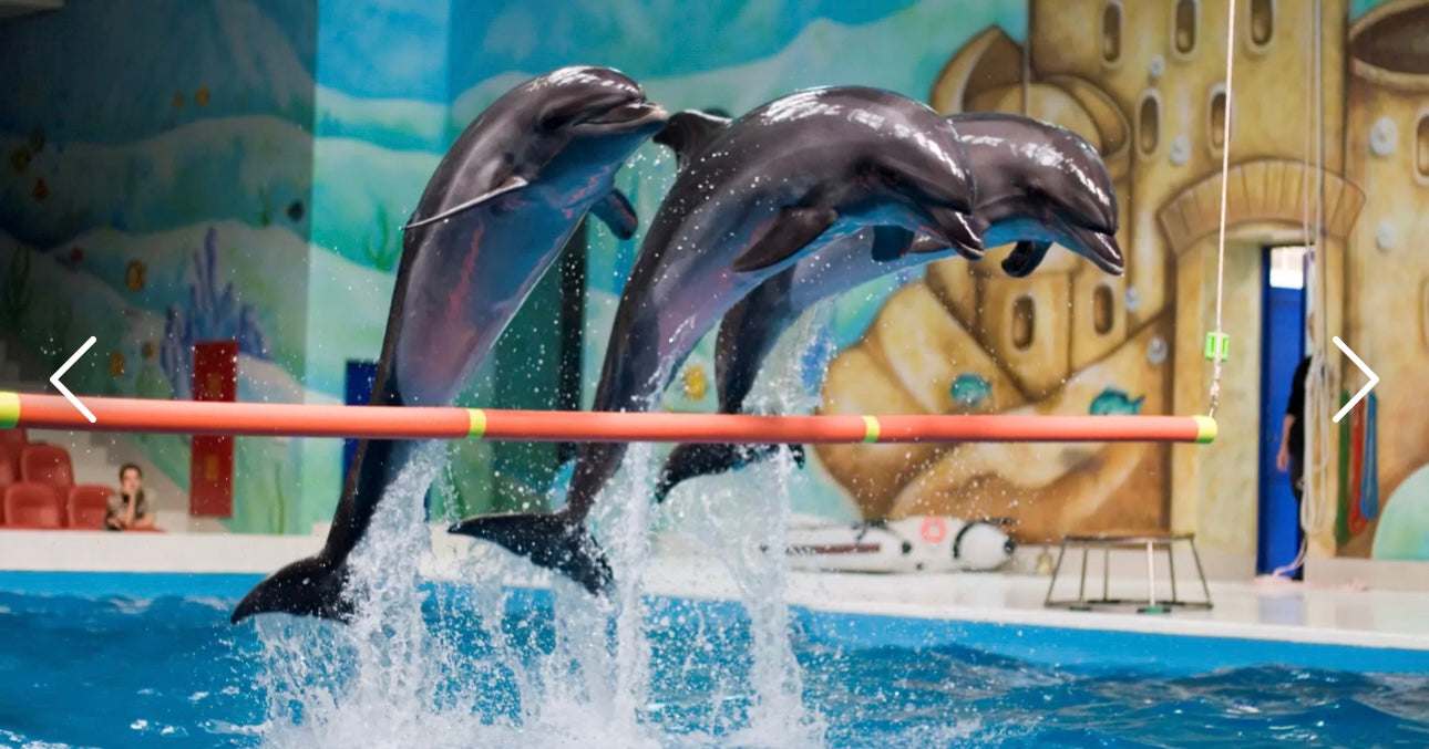 Dubai Dolphinarium – General &amp; VIP Tickets